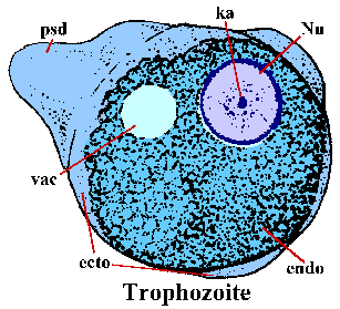 E. histolytica trophozoite