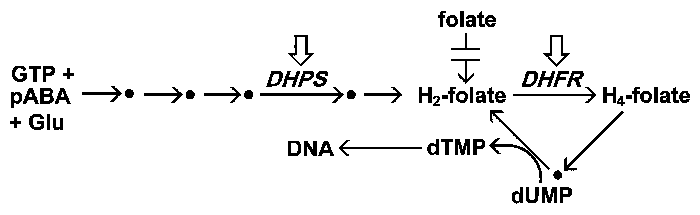 folate metabolism