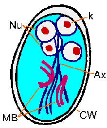 Giardia Cyst