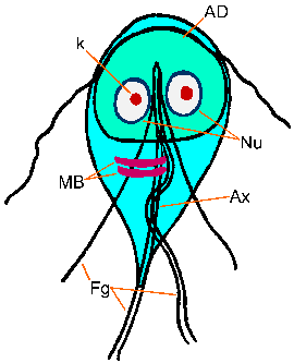 Giardia Trophozoite