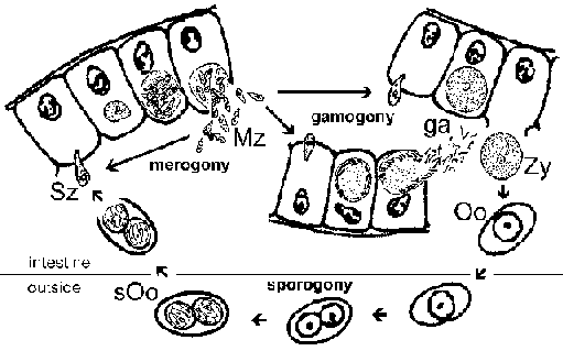 Isospora Life Cycle