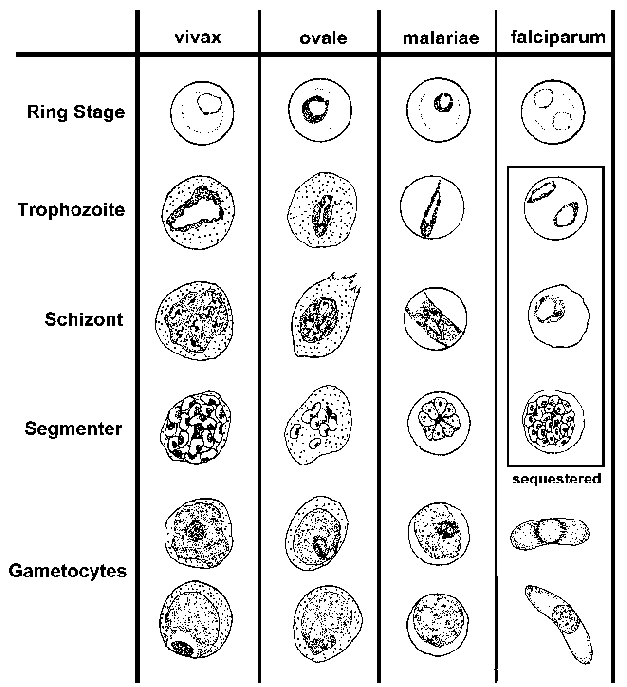 Plasmodium Species