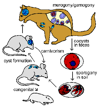 Toxoplasma