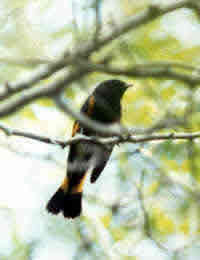 American
          Redstart (Setophaga ruticilla)