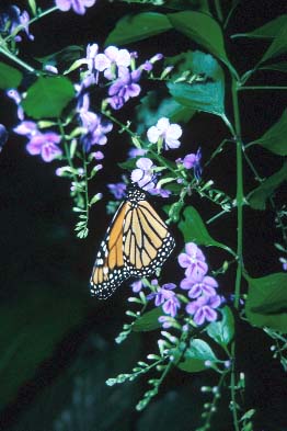 Monarch butterfly, Photo by B. E. Fleury