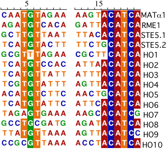 MAT-DNA Complex