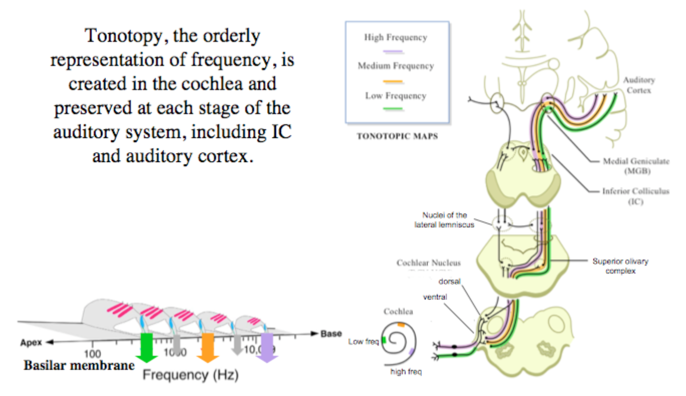 A1 CentralAudTonotopy 