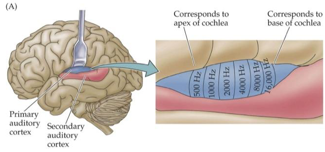 primary auditory cortex