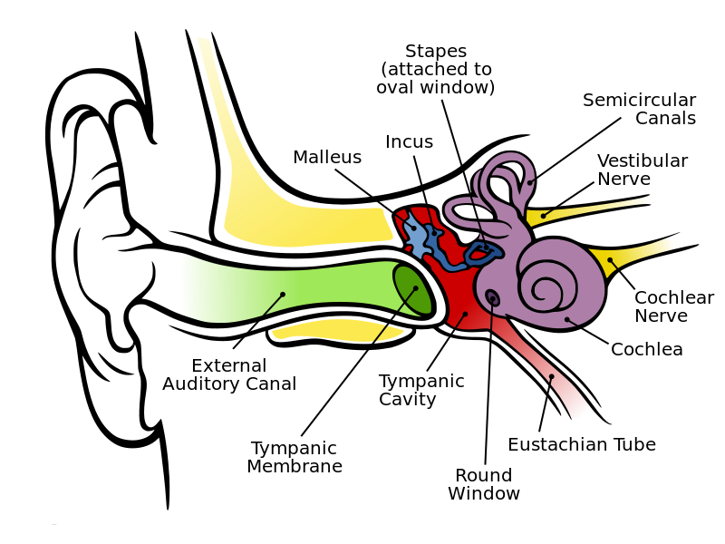 _images/audtrans-Anatomy_of_the_Human_Ear.png