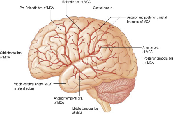 _images/cortex-Prasad19-Arteries.png