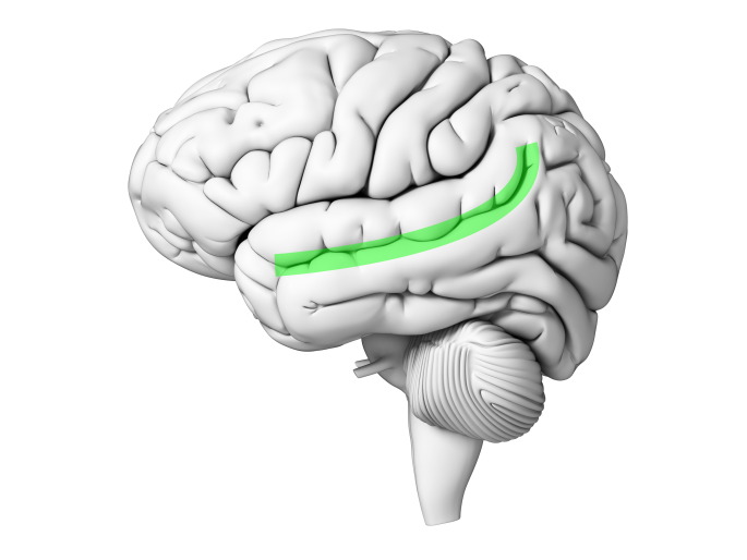 middle temporal sulcus