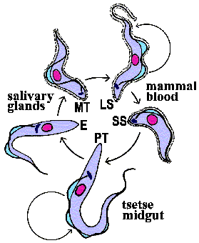 African Trypanosome Life Cycle 