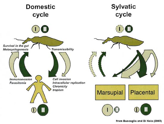 trypanosoma brucei life cycle