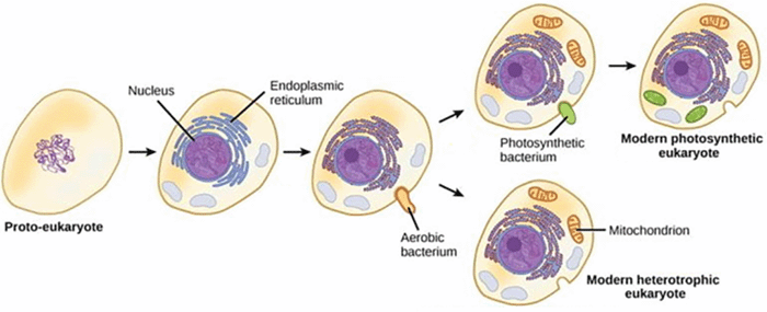 protozoan cell diagram