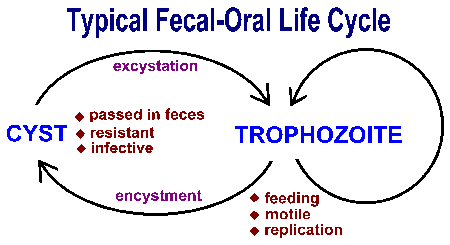 Fecal-Oral