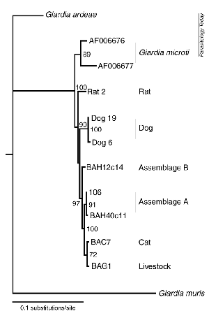 Giardia Phylogeny