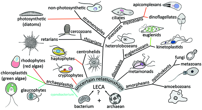 types of protozoans