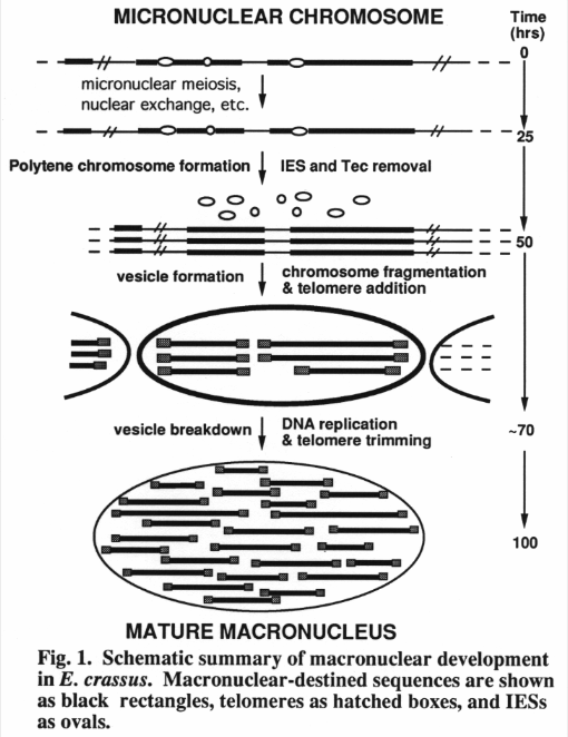 macronucleus formation