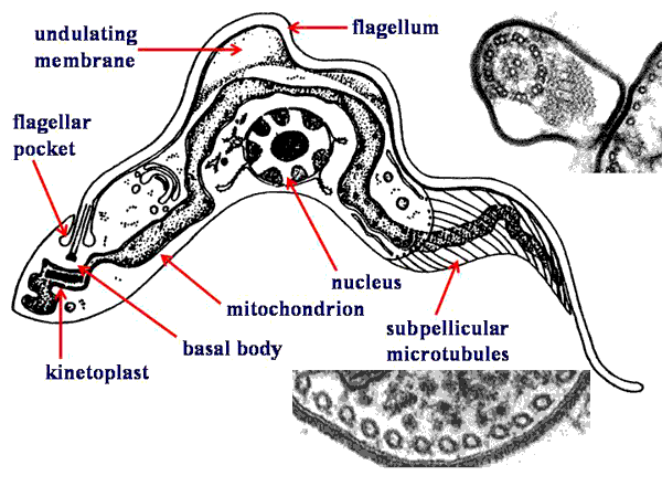 Kinetoplastid Morphology