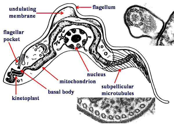 leishmania tropica labeled