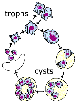 Pneumocystis Life Cycle