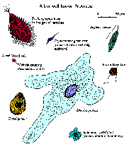 Parasitic - Protozoa (PRO) – Ergopathics