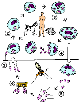 Leishmania Life Cycle