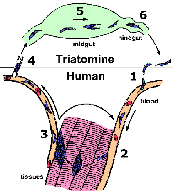 trypanosome life cycle