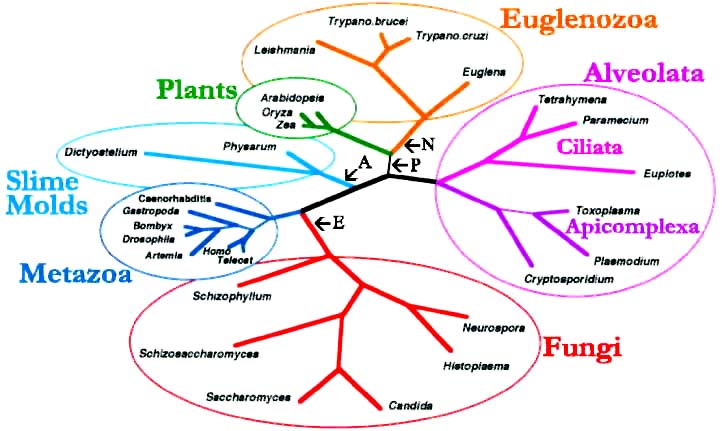 Consensus Tree