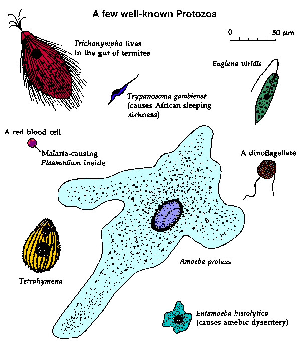 types of protozoans